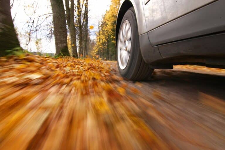 Car driving down a tree lined road